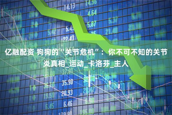 亿融配资 狗狗的“关节危机”：你不可不知的关节炎真相_运动_卡洛芬_主人